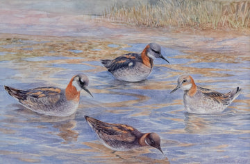 Birds of Iceland